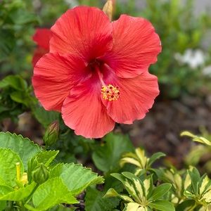 Meet your Posher, Delizza